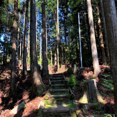 21St Century Forest 2