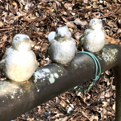 21St Century Forest 20