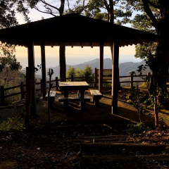 21St Century Forest 21