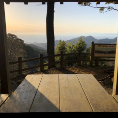 21St Century Forest 22