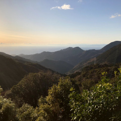 21St Century Forest 23