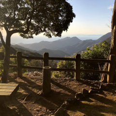 21St Century Forest 24