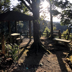 21St Century Forest 25