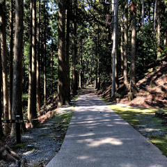 21St Century Forest 3