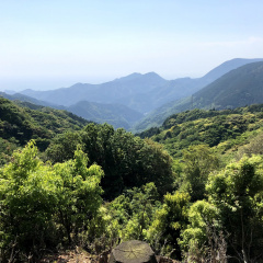 21St Century Forest 6