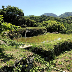 Ishibu Rice Terraces