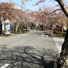 Izu Kougen Cherry Blossoms