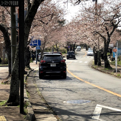Izu Kougen Cherry Blossoms 4