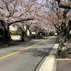 Izu Kougen Cherry Blossoms 6