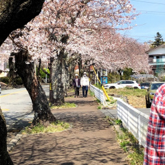 Izu Kougen Cherry Blossoms 7