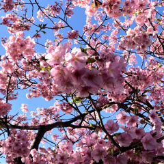 Kawazu Sakura 11