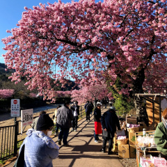 Kawazu Sakura 12