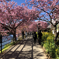 Kawazu Sakura 15