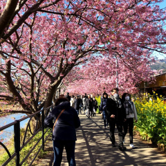 Kawazu Sakura 17