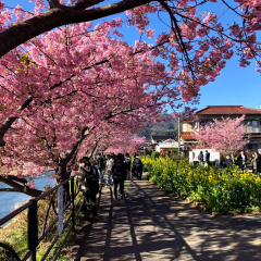 Kawazu Sakura 18