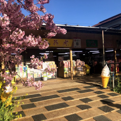 Kawazu Sakura 2
