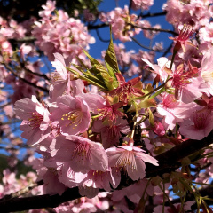 Kawazu Sakura 22