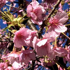 Kawazu Sakura 23