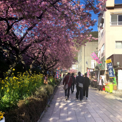 Kawazu Sakura
