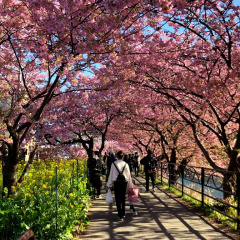 Kawazu Sakura 3