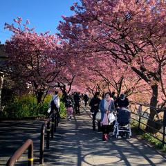 Kawazu Sakura 4