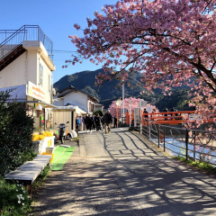 Kawazu Sakura 5