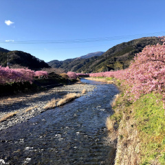 Kawazu Sakura 6