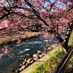 Kawazu Sakura 9
