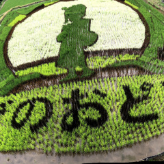 Izu Rice Field Art 2