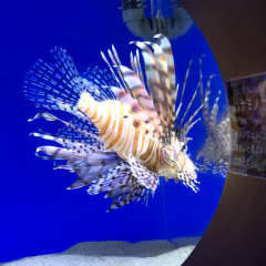 Izu Mito Sea Paradise 11
