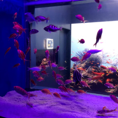 Izu Mito Sea Paradise 13