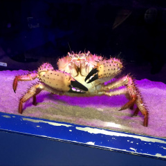 Izu Mito Sea Paradise 14