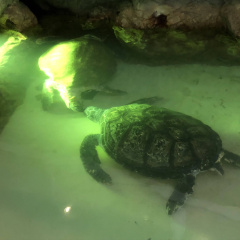 Izu Mito Sea Paradise 7